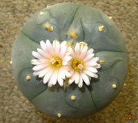 L. Williamsii var. Menchaca 7 to 8cm